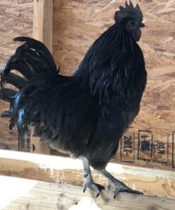 ayam cemani black rooste