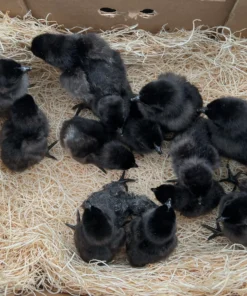 ayam cemani chicks